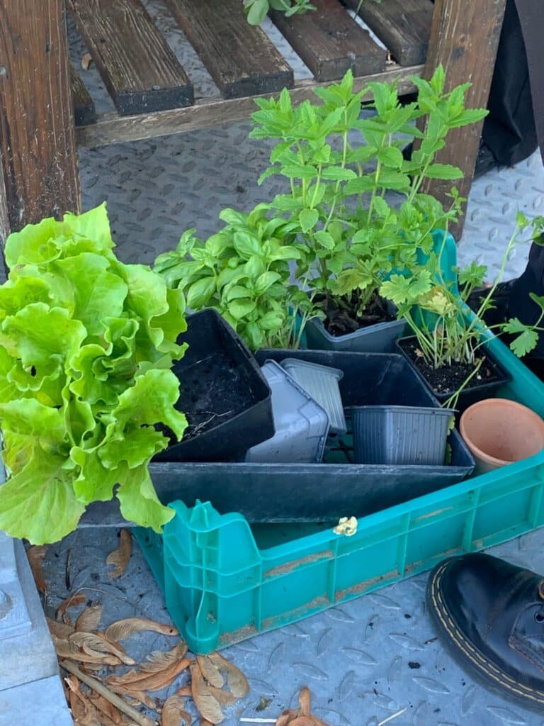 « Cultiver son jardin » : les élèves mettent les mains dans la terre ! 4 WhatsApp Image 2026 05 12 at 10.59.39
