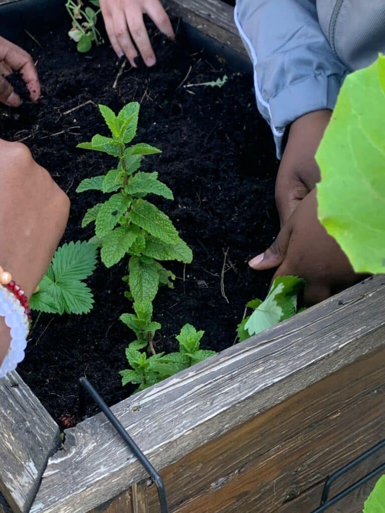 « Cultiver son jardin » : les élèves mettent les mains dans la terre ! 2 WhatsApp Image 2026 05 12 at 10.59.42 1