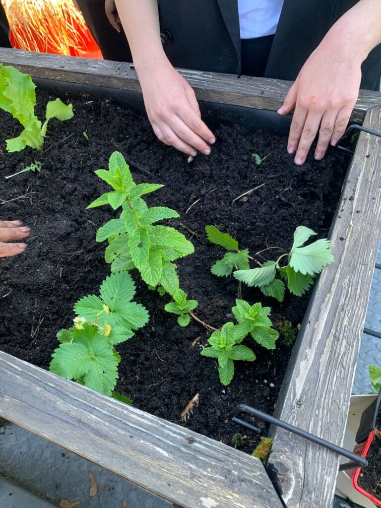 « Cultiver son jardin » : les élèves mettent les mains dans la terre ! 6 WhatsApp Image 2026 05 12 at 10.59.43 3