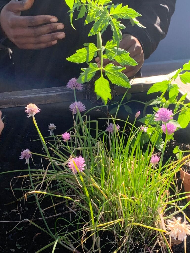 « Cultiver son jardin » : les élèves mettent les mains dans la terre ! 3 WhatsApp Image 2026 05 12 at 10.59.43