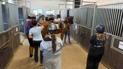La médiation équine : apprendre à se connaître et à progresser au rythme des chevaux 2 Image4