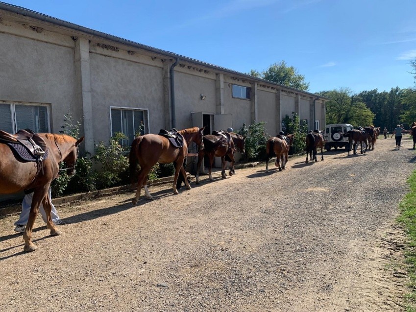 La médiation équine : apprendre à se connaître et à progresser au rythme des chevaux 3 Image9